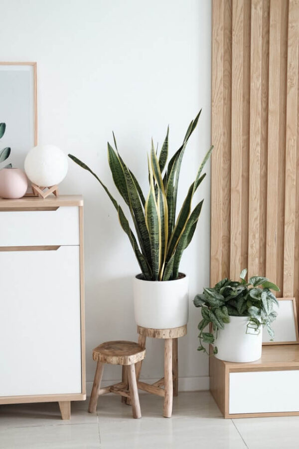 Sansevieria Golden Flame