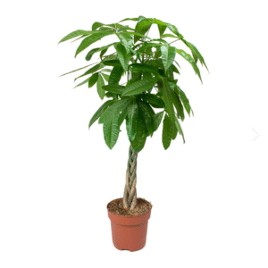 Pachira aquatica（Chinese Fortune Tree）